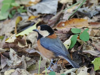 2023年11月19日(日) 泉の森公園の野鳥観察記録