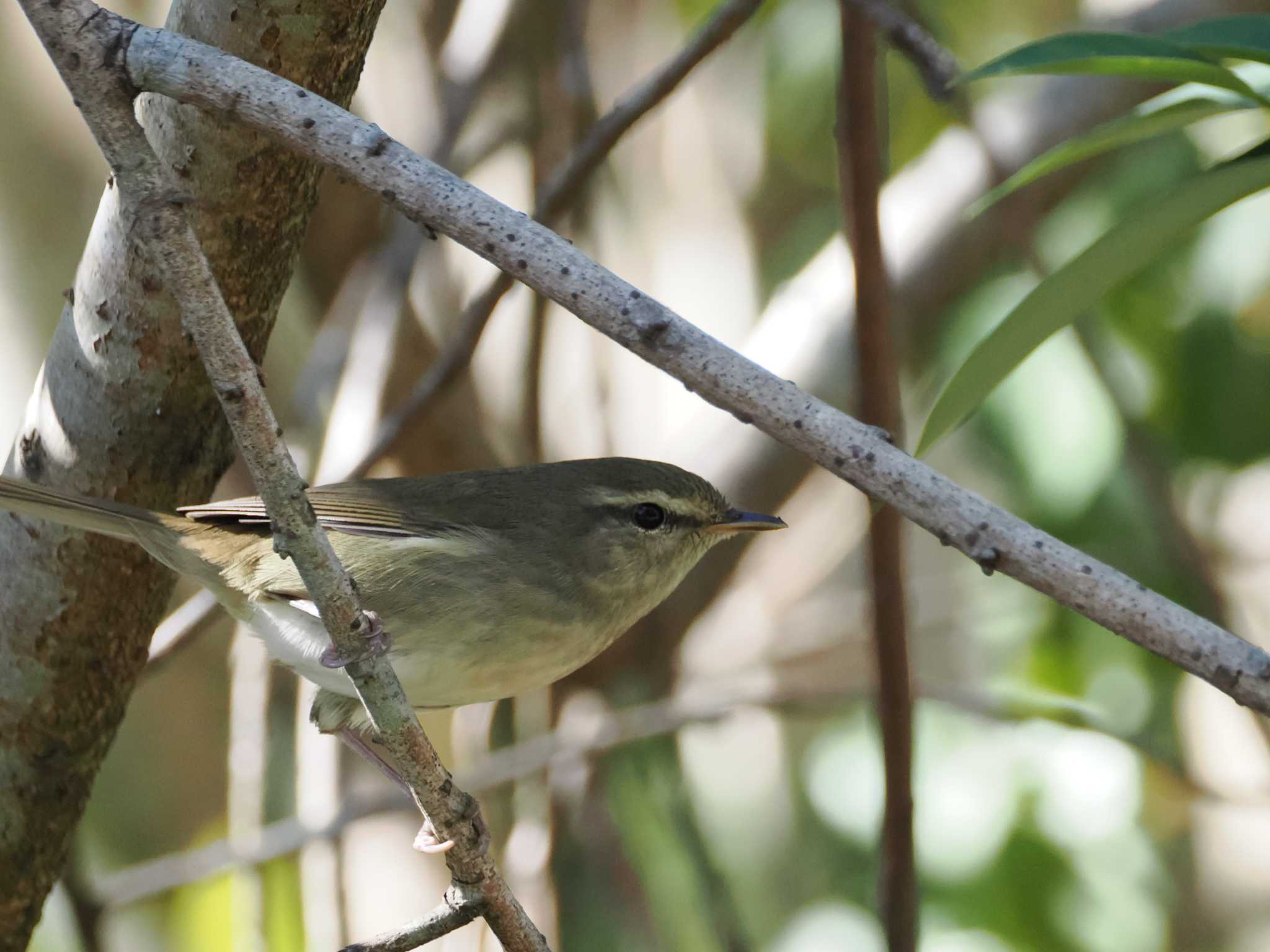 Japanese Bush Warbler