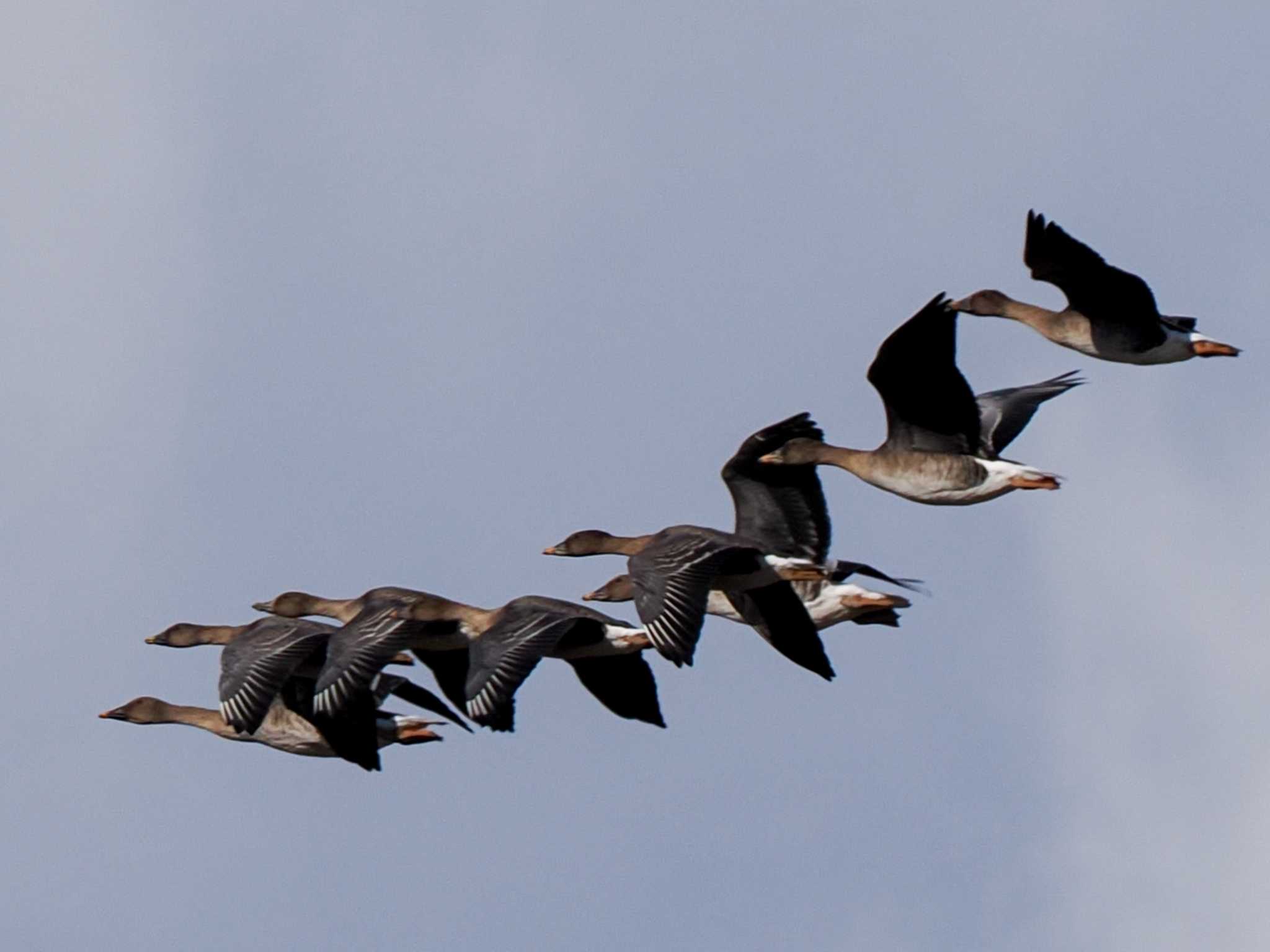 Tundra Bean Goose