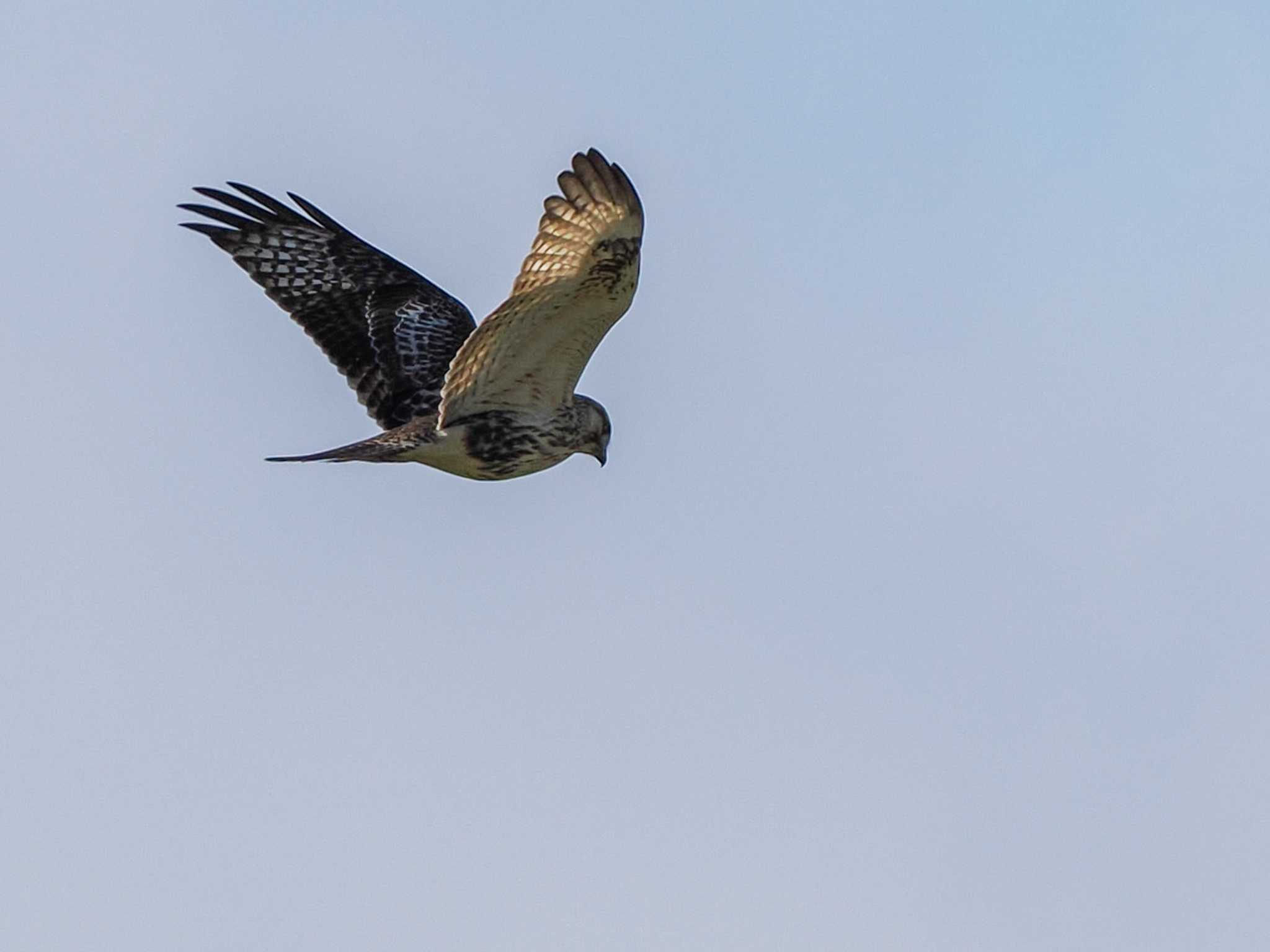 Eastern Buzzard