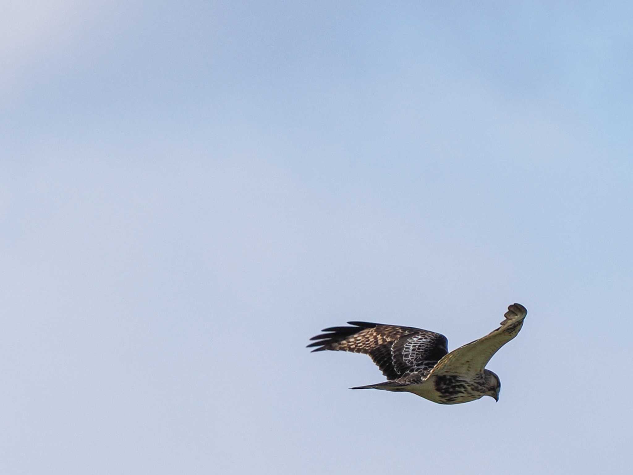 Eastern Buzzard