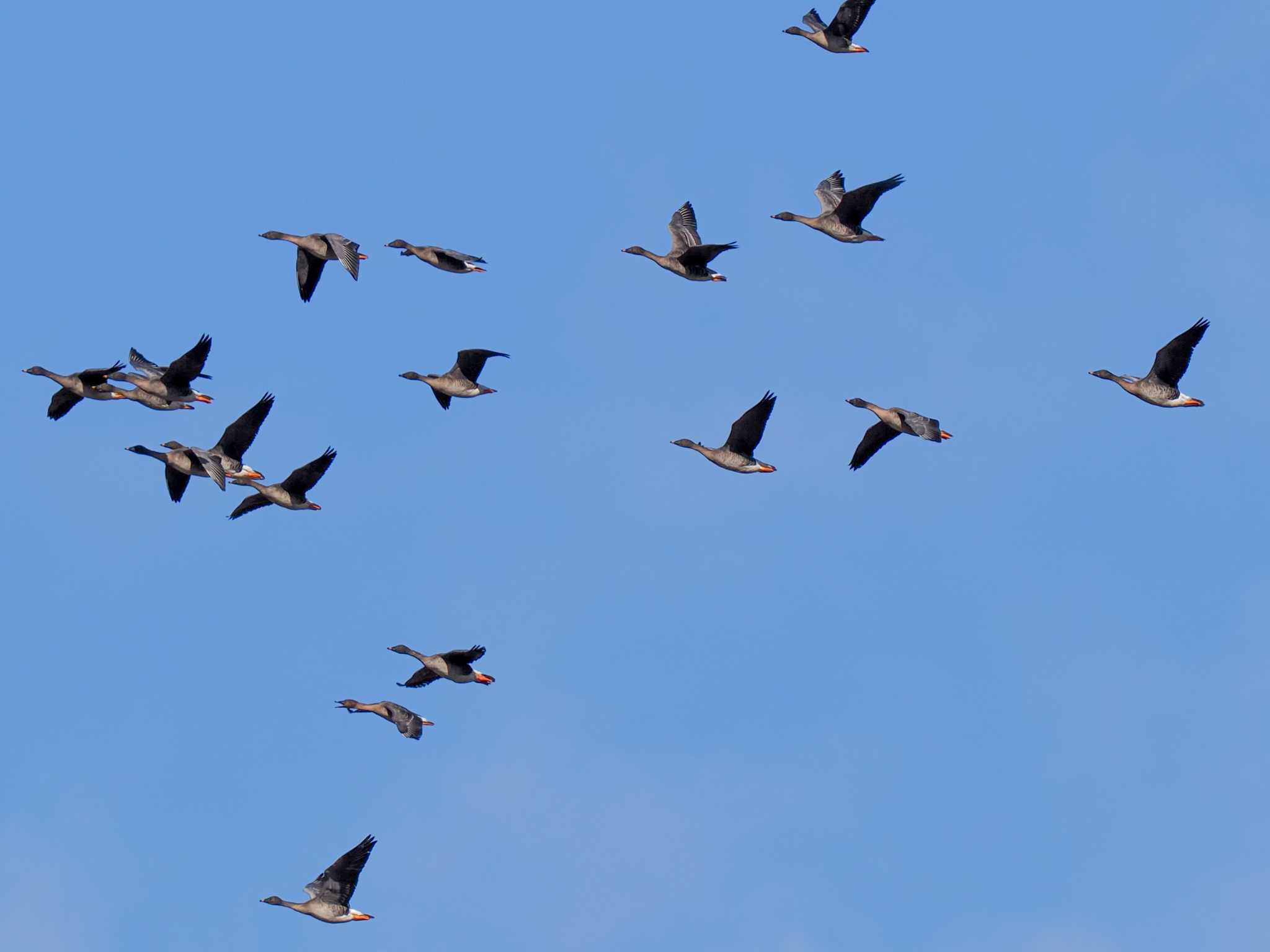 Tundra Bean Goose