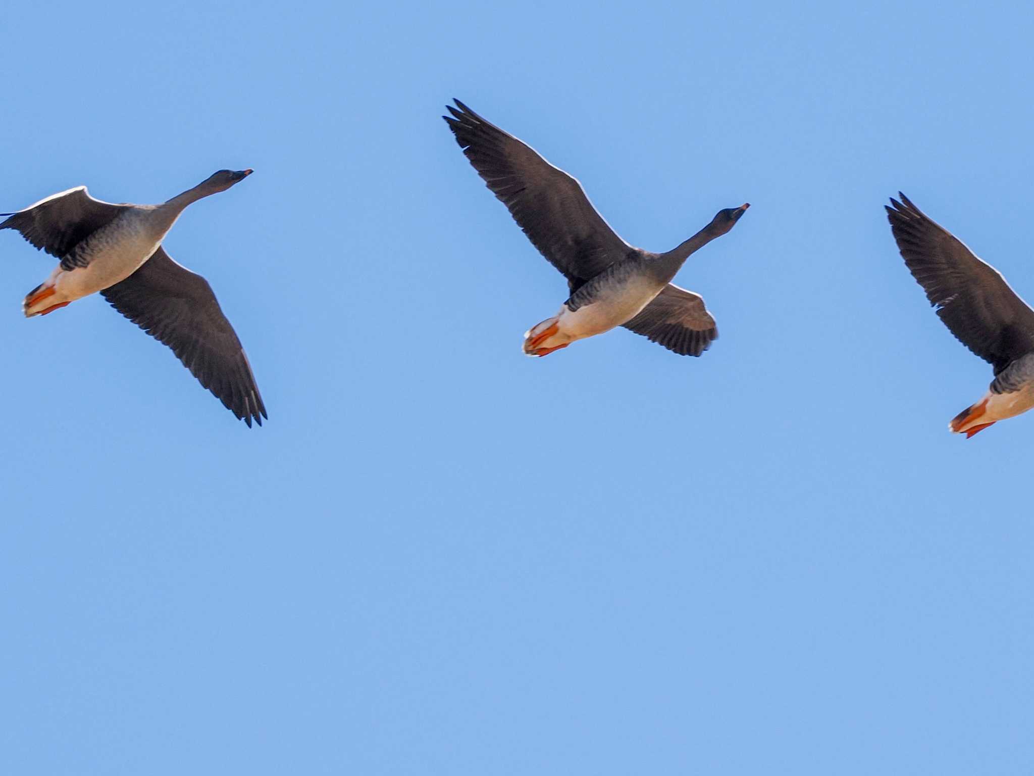 Taiga Bean Goose