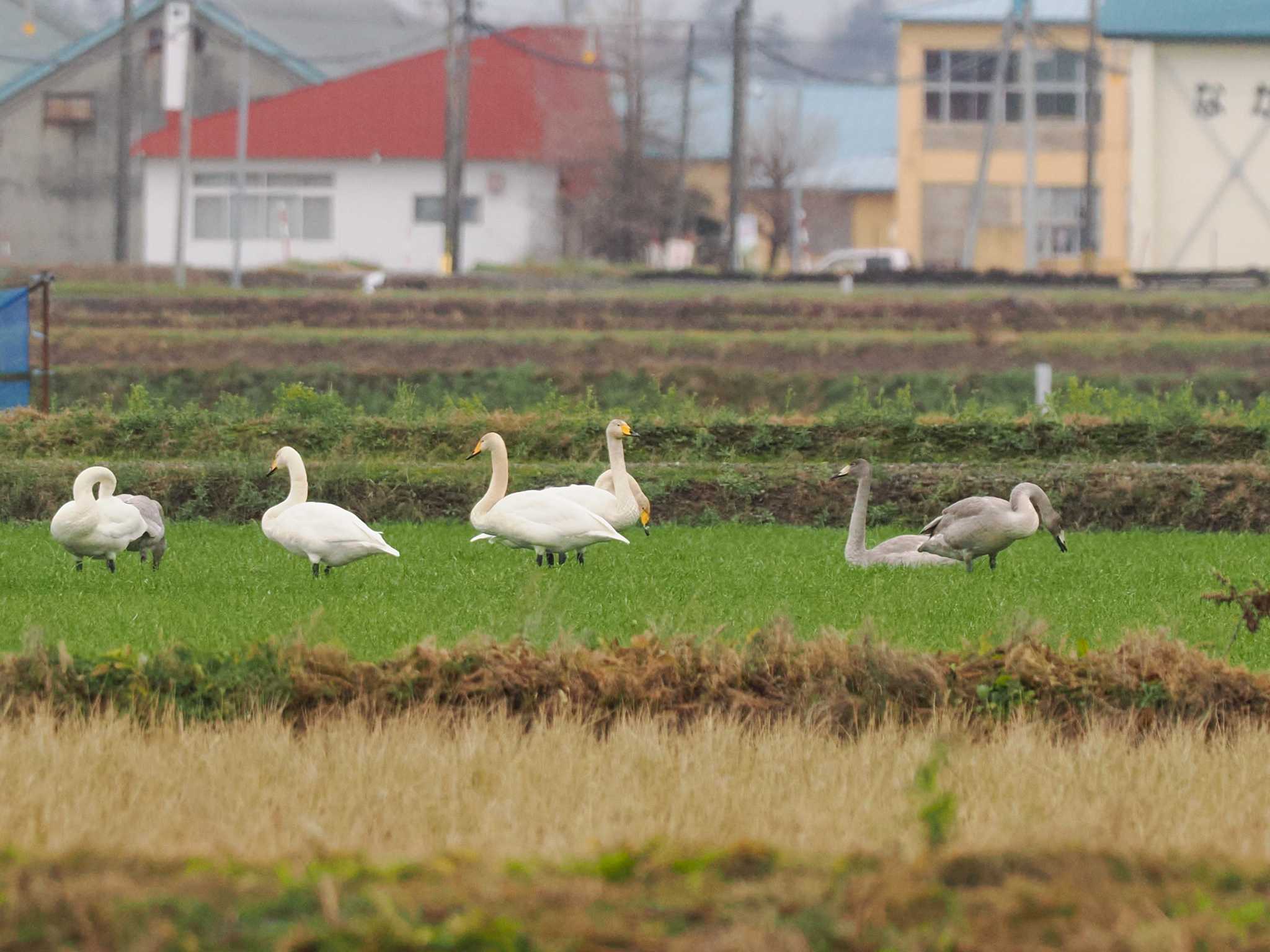 Whooper Swan