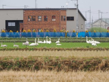 オオハクチョウ 舞鶴遊水地 2023年11月19日(日)