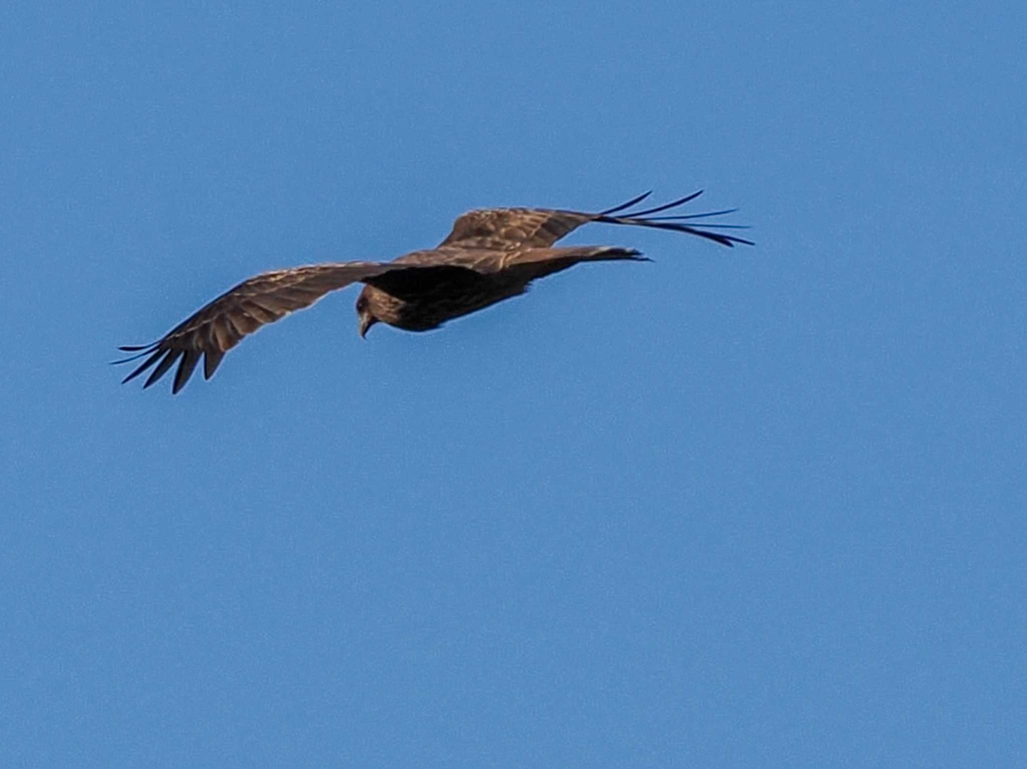 Black Kite