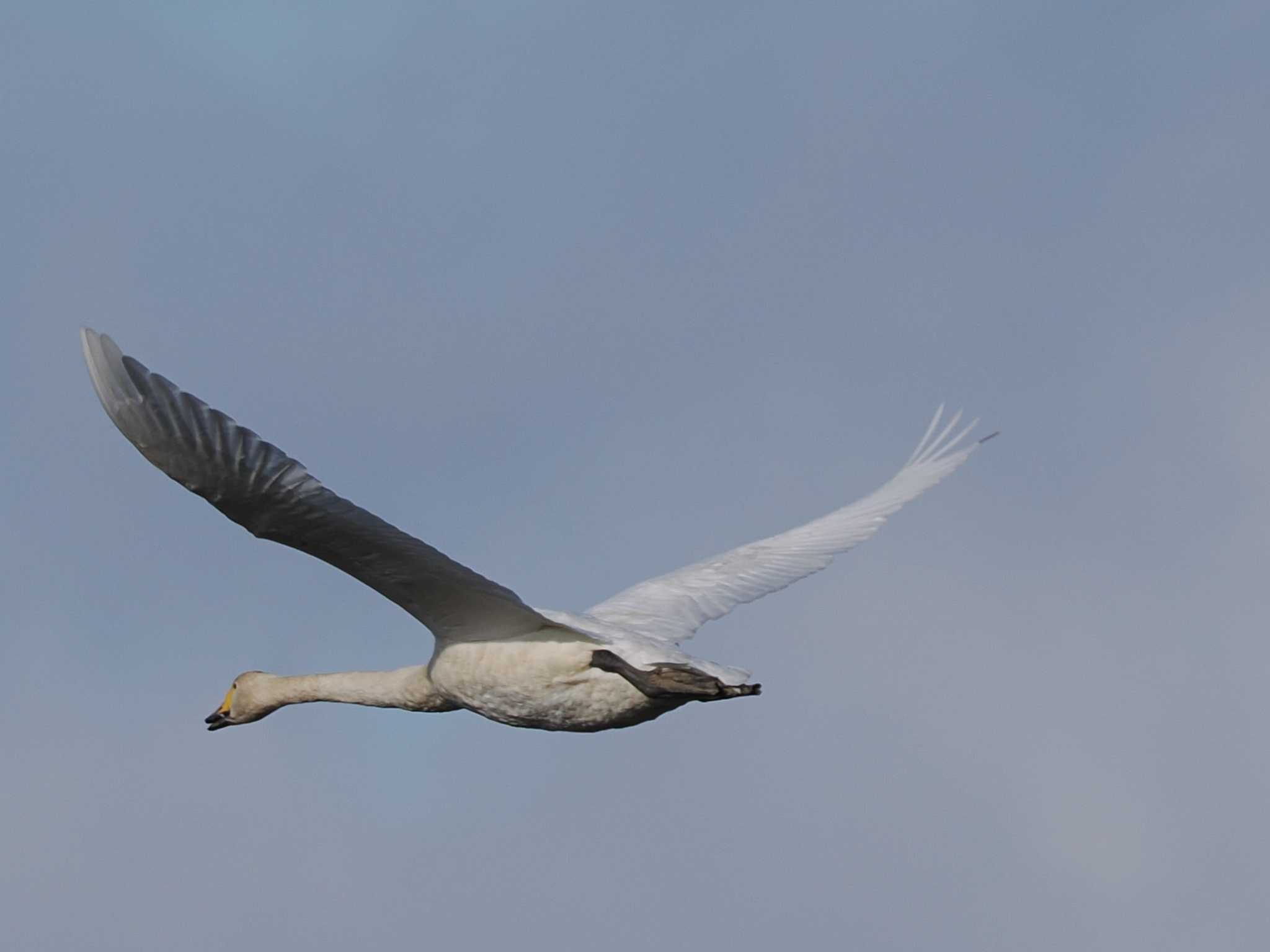 Whooper Swan