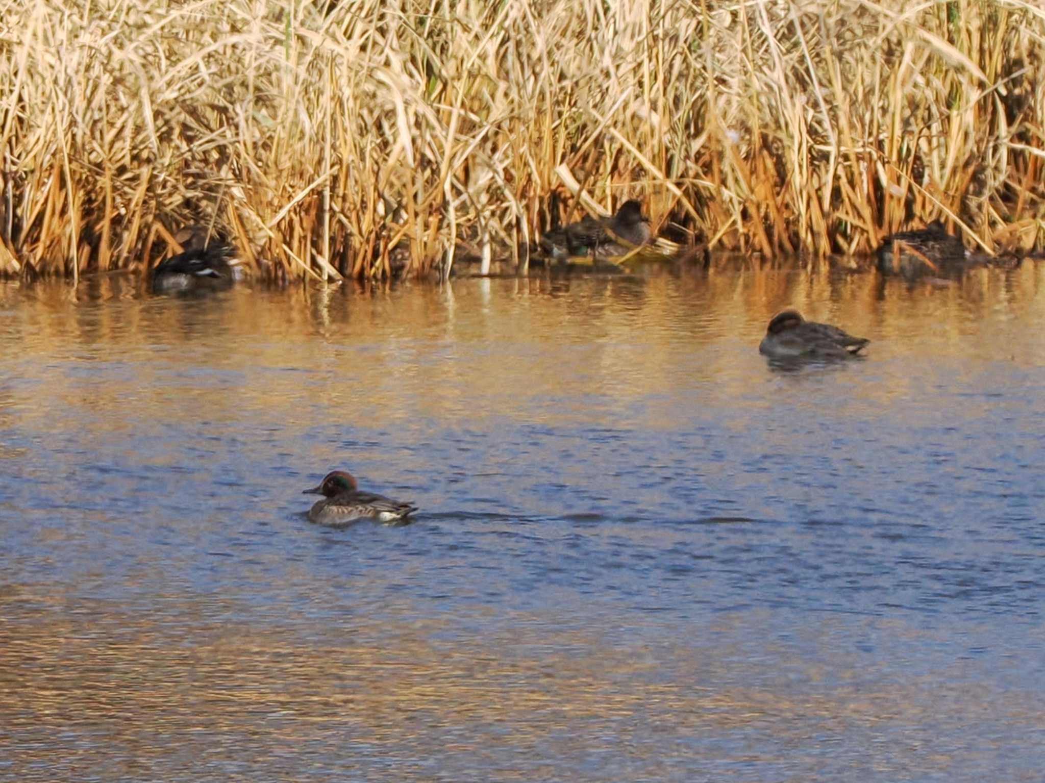 Eurasian Teal