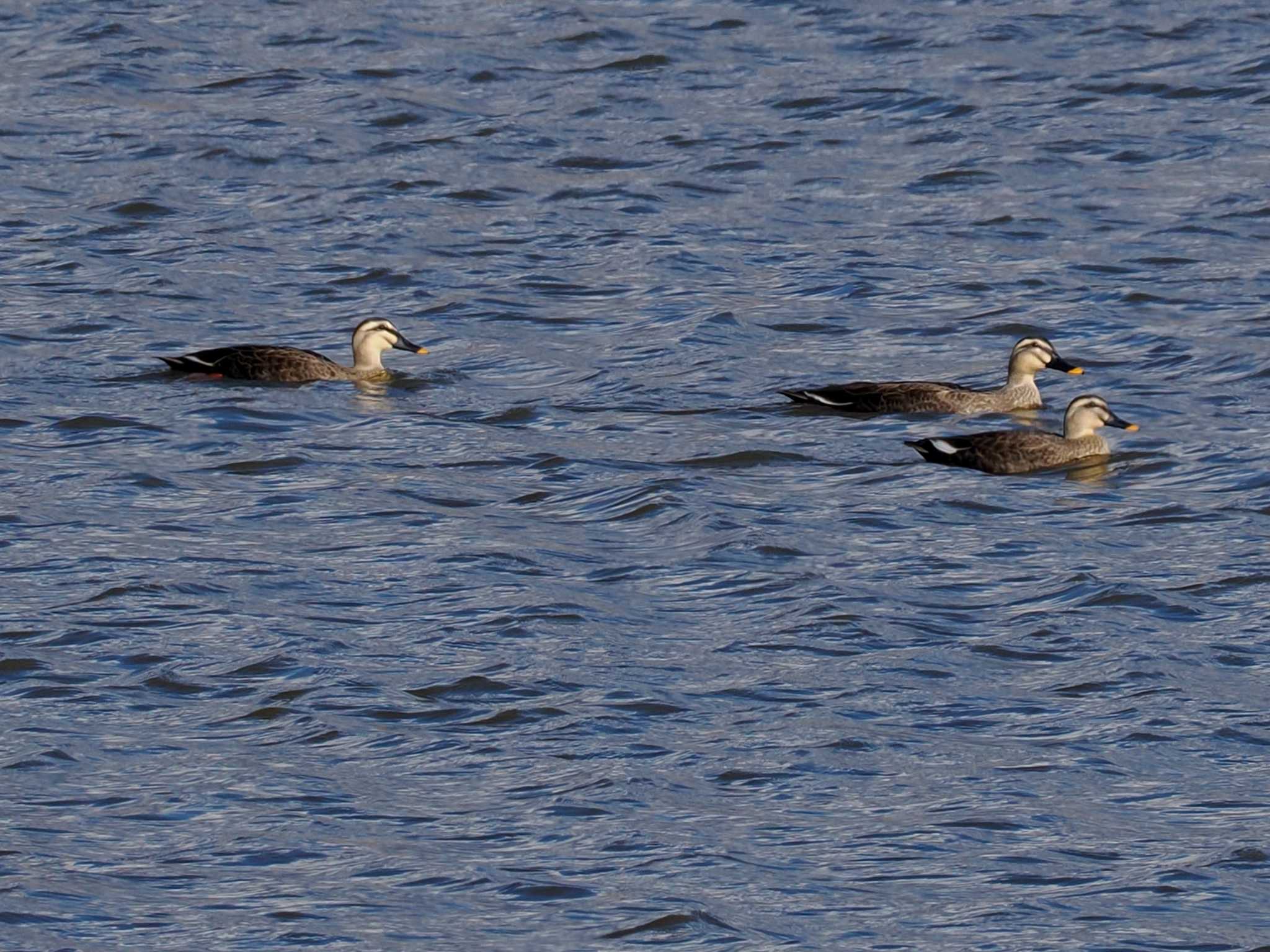 Eastern Spot-billed Duck