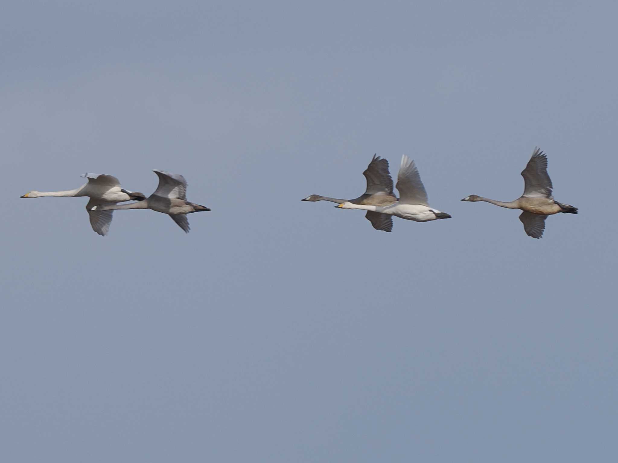 Whooper Swan