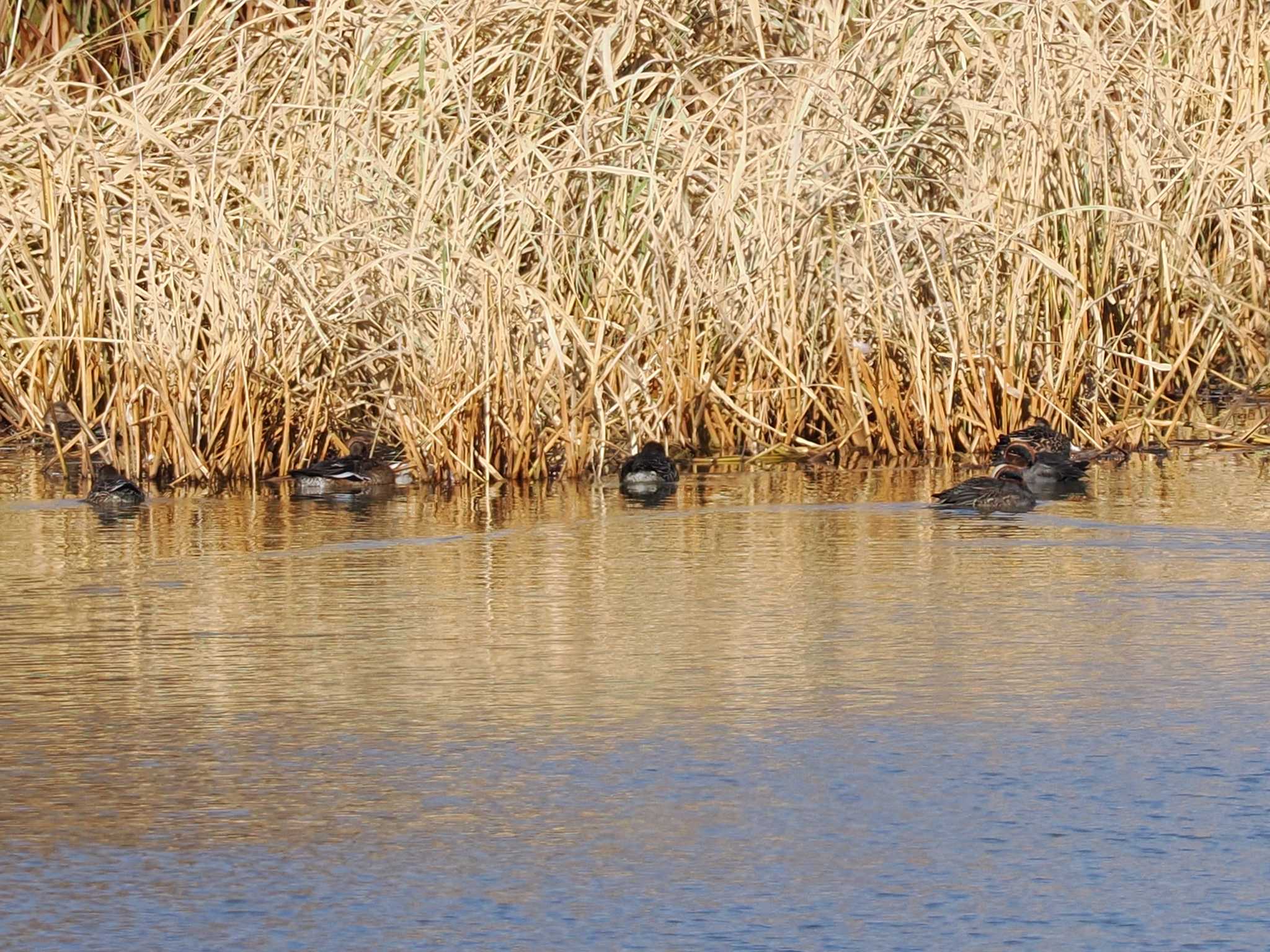 Eurasian Teal