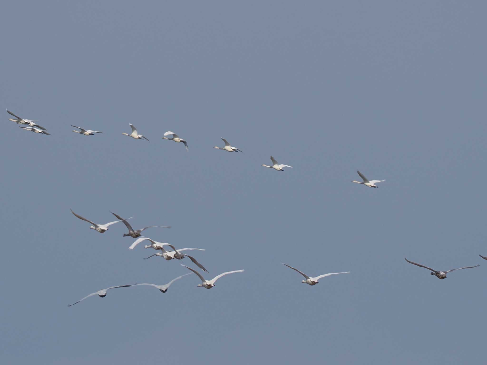 Whooper Swan