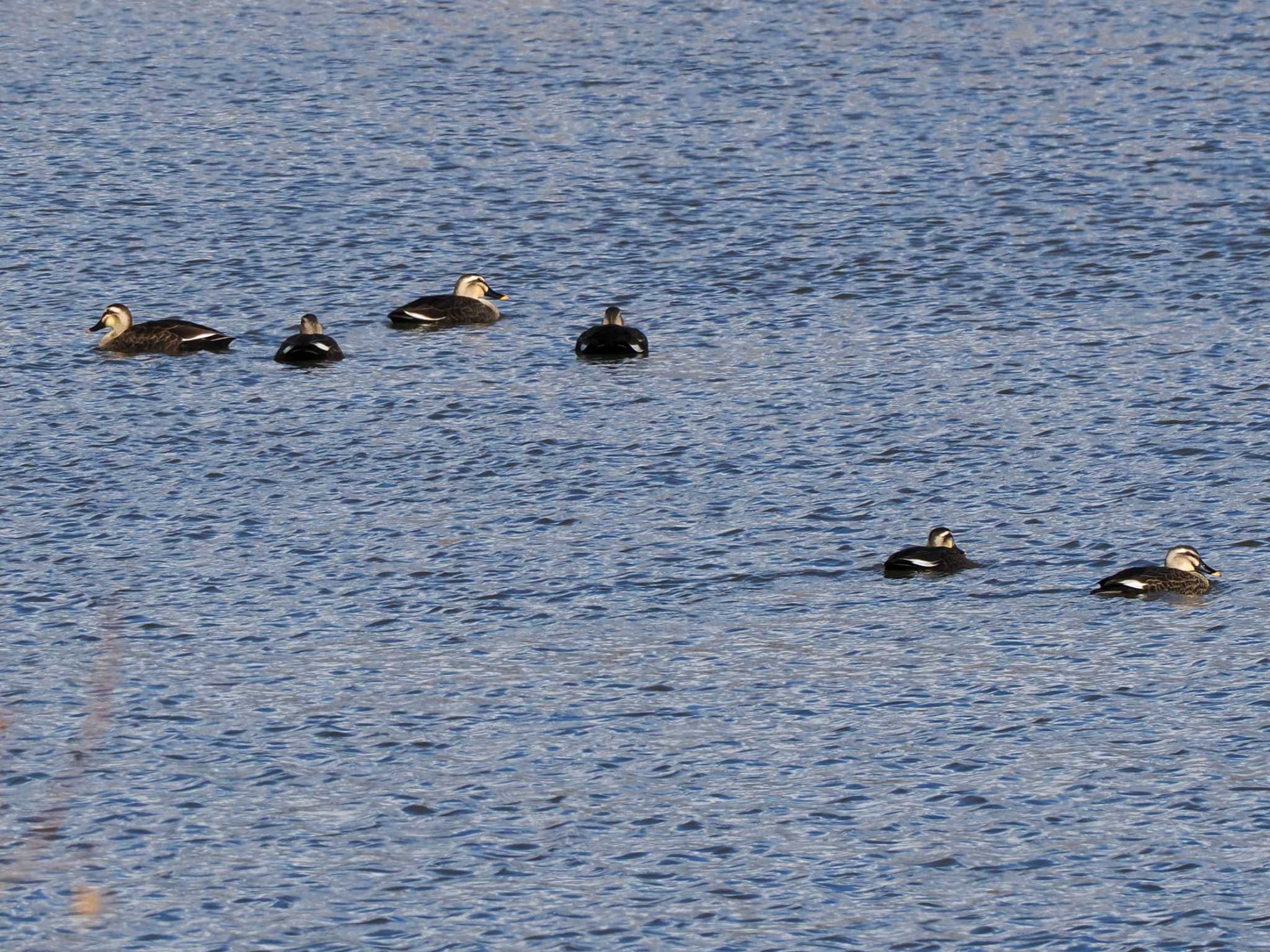 Eastern Spot-billed Duck