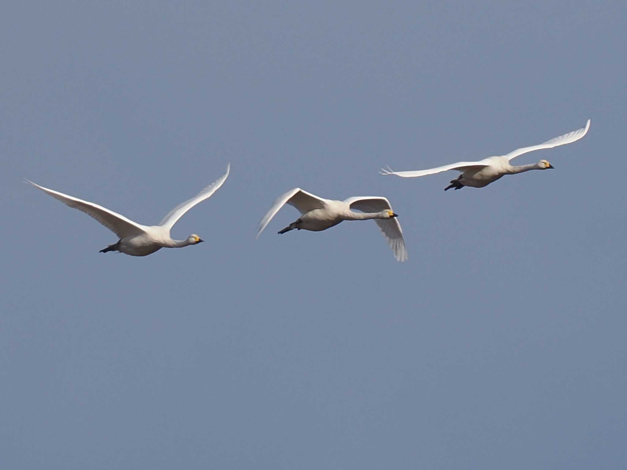 Whooper Swan