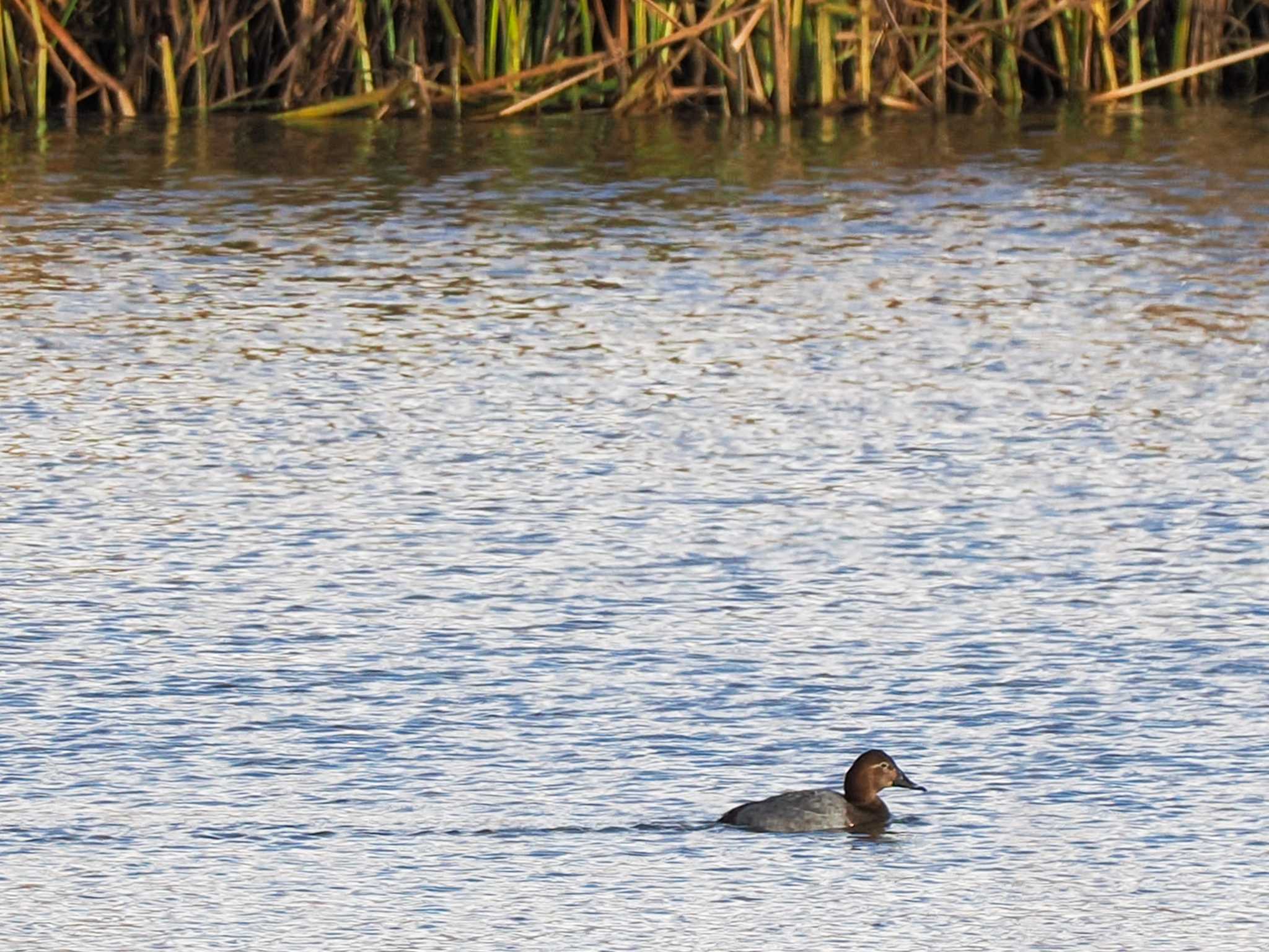 Common Pochard