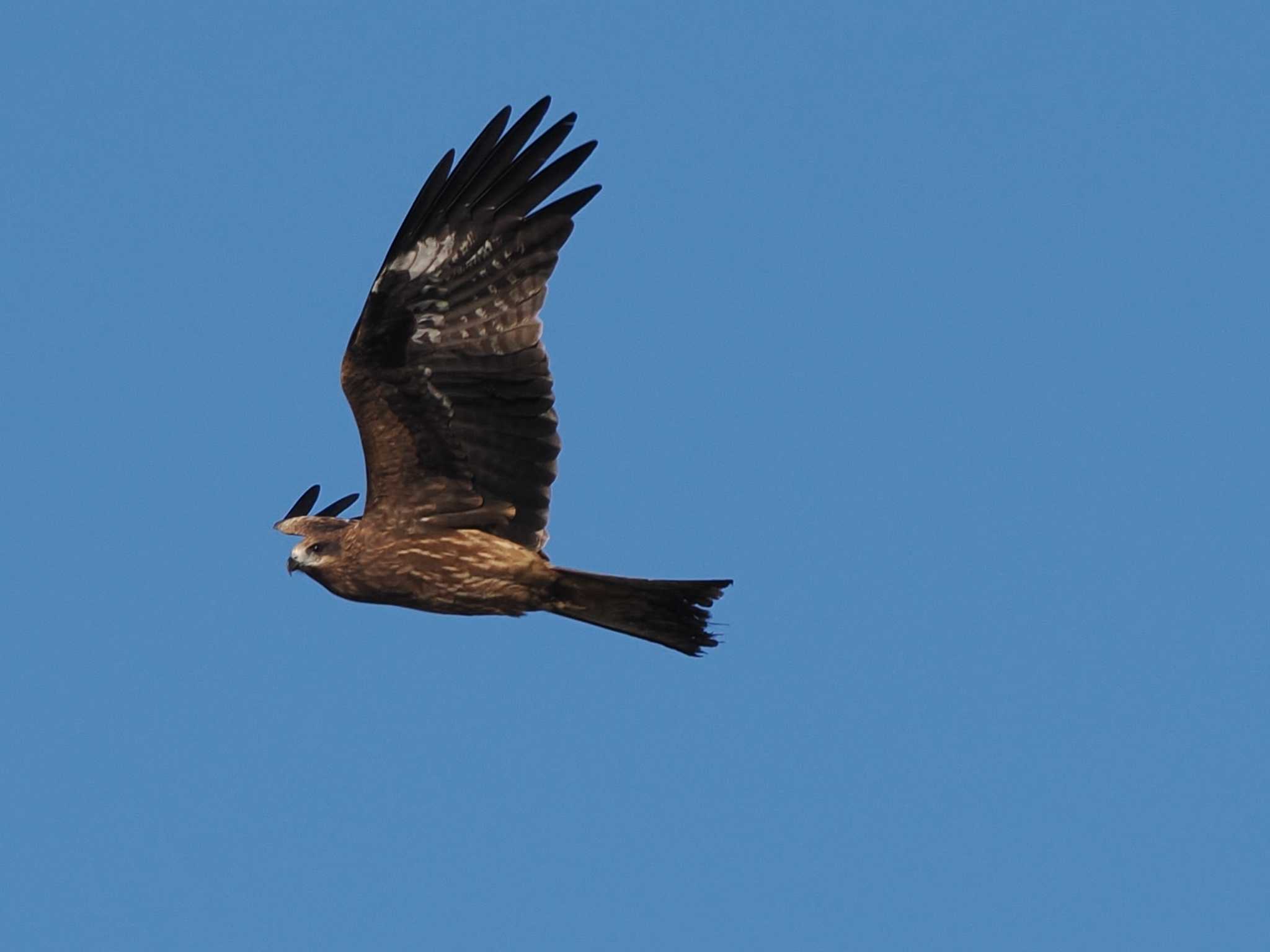 Black Kite