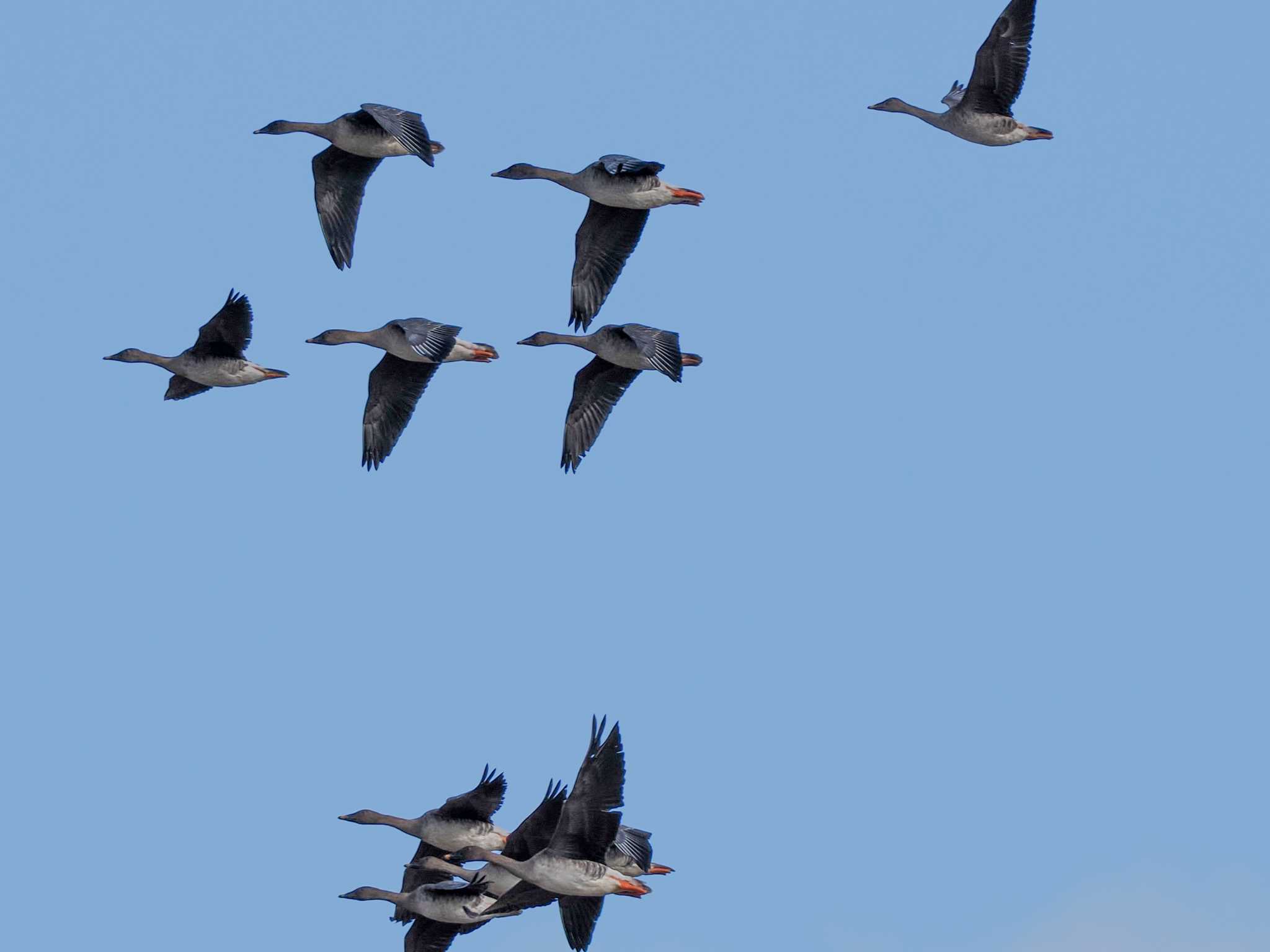 Taiga Bean Goose