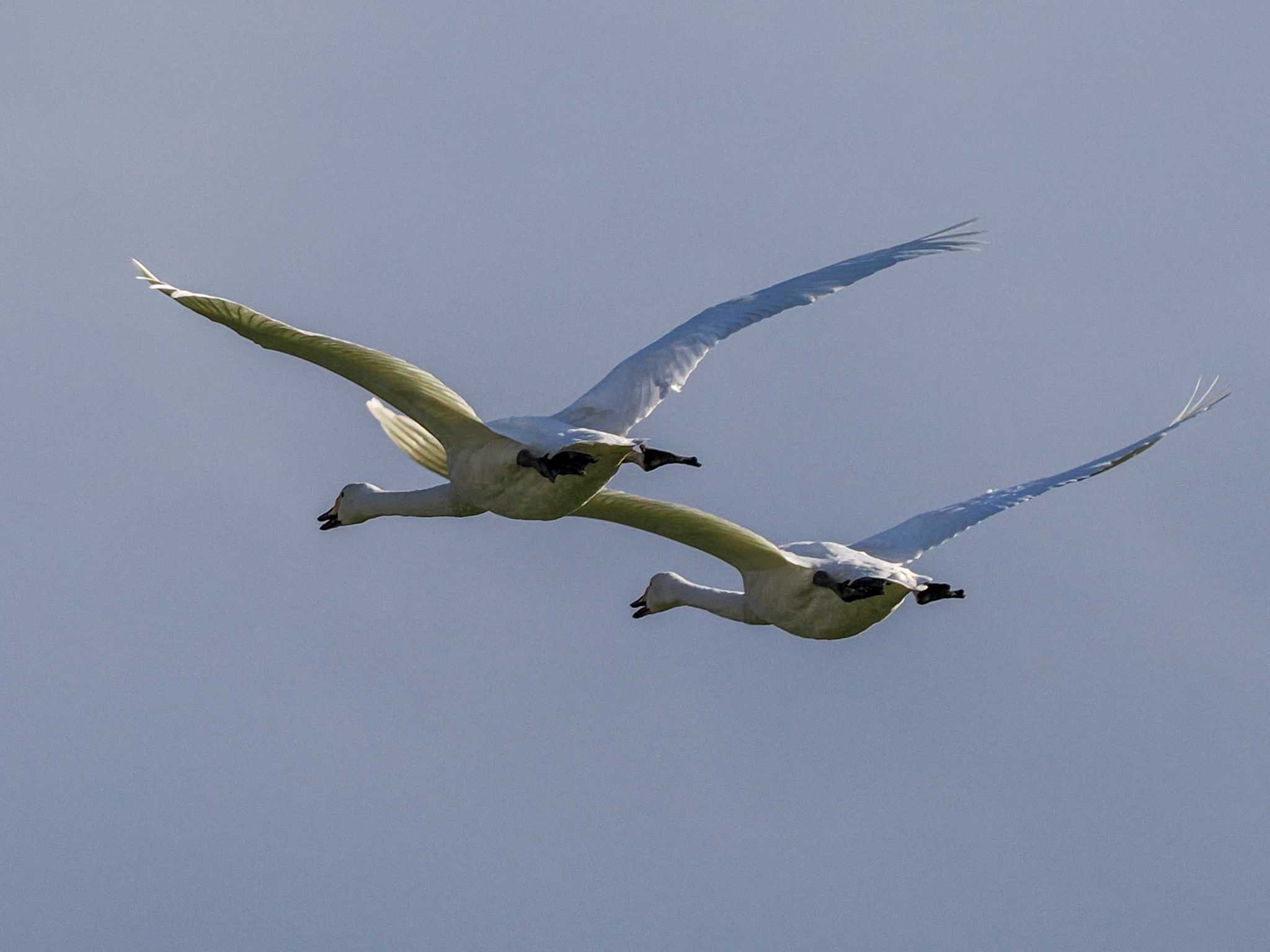 Photo of Whooper Swan at 舞鶴遊水地 by 98_Ark (98ｱｰｸ)