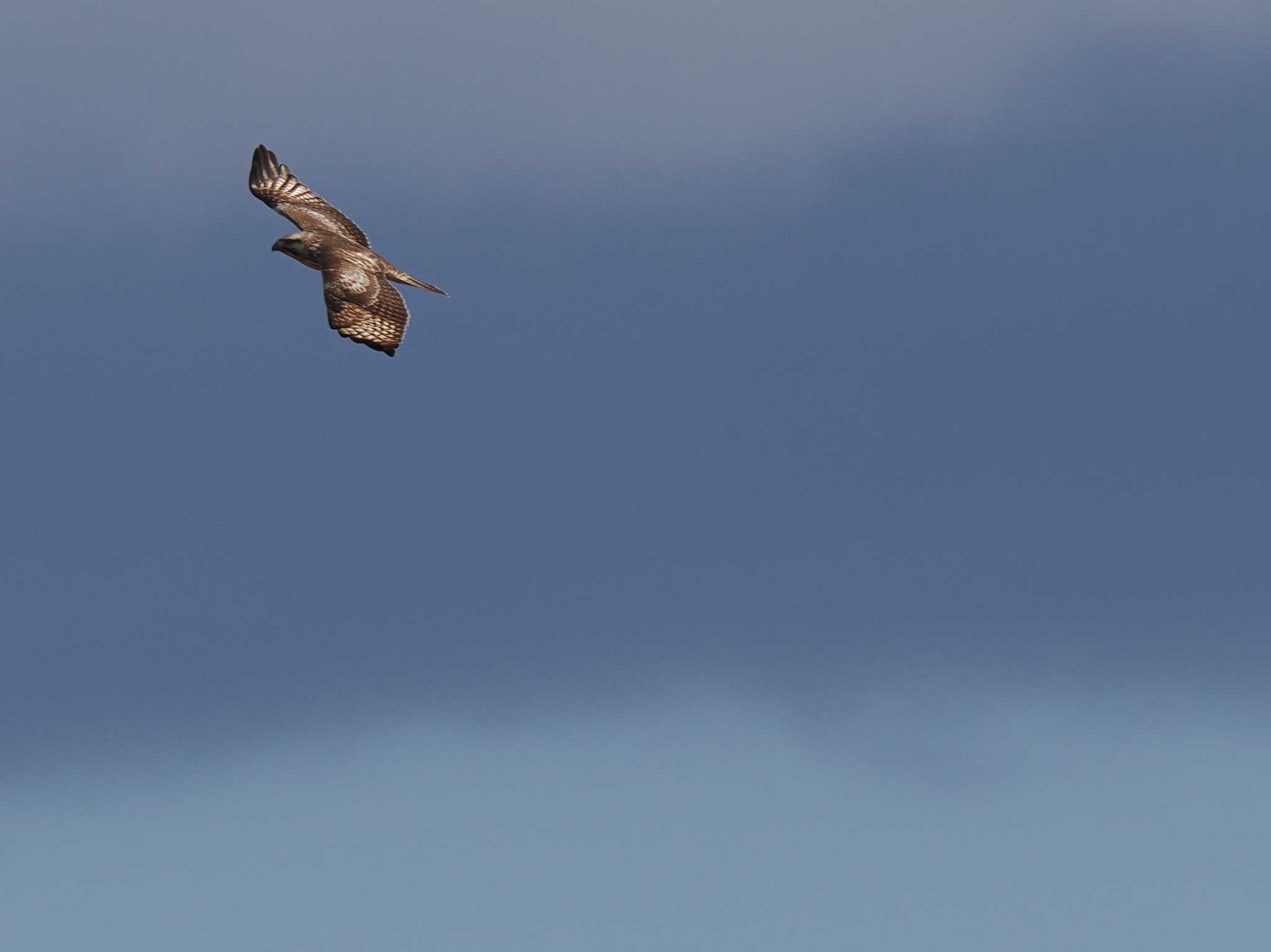 Eastern Buzzard