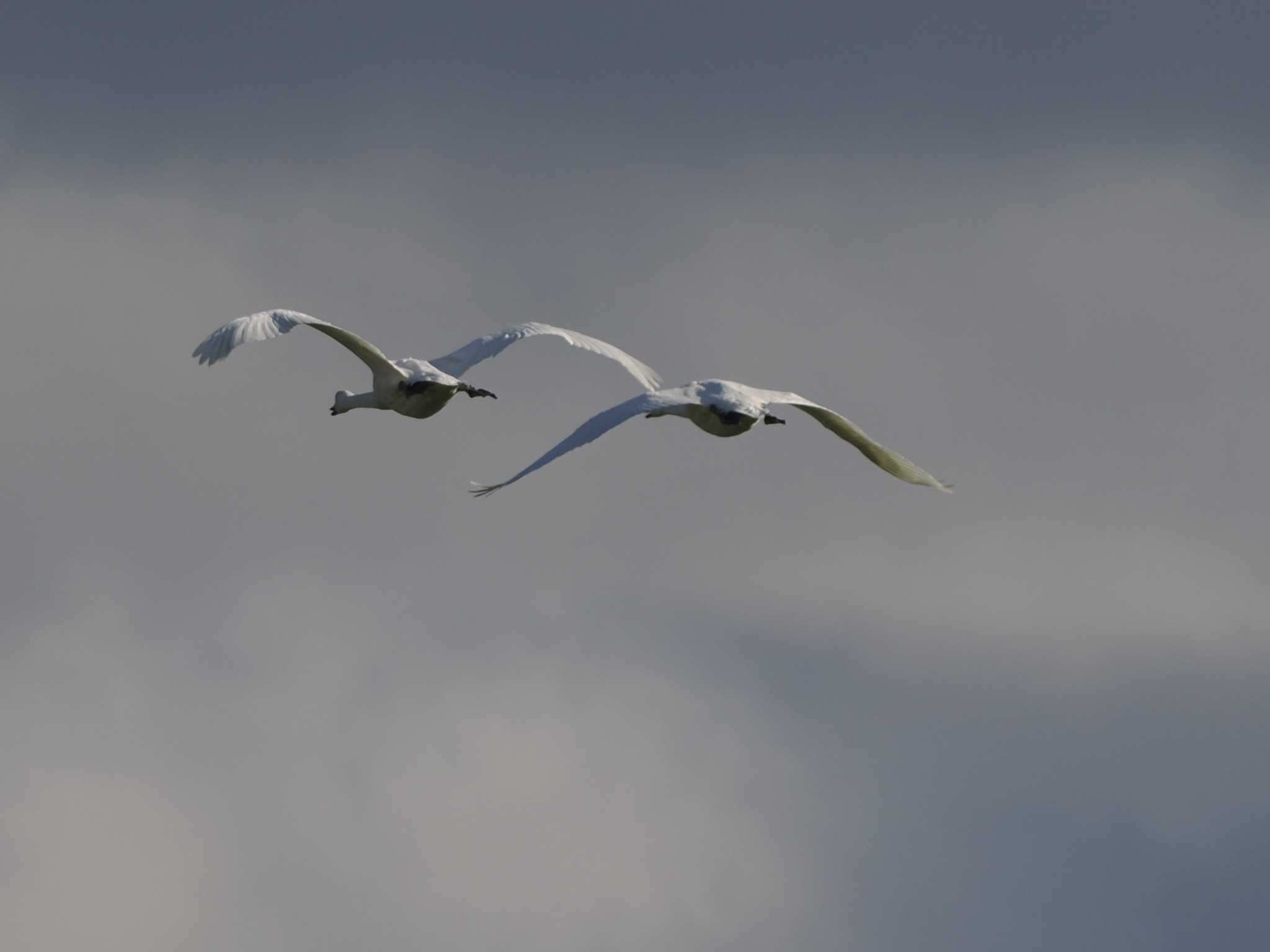 Photo of Whooper Swan at 舞鶴遊水地 by 98_Ark (98ｱｰｸ)