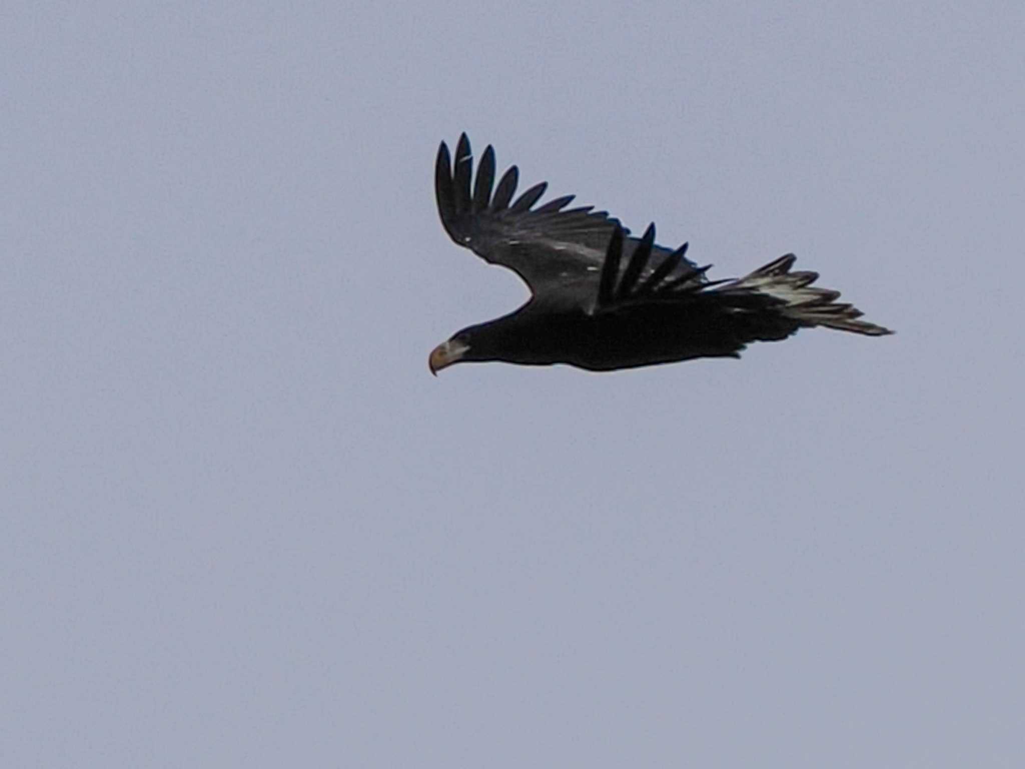 Steller's Sea Eagle