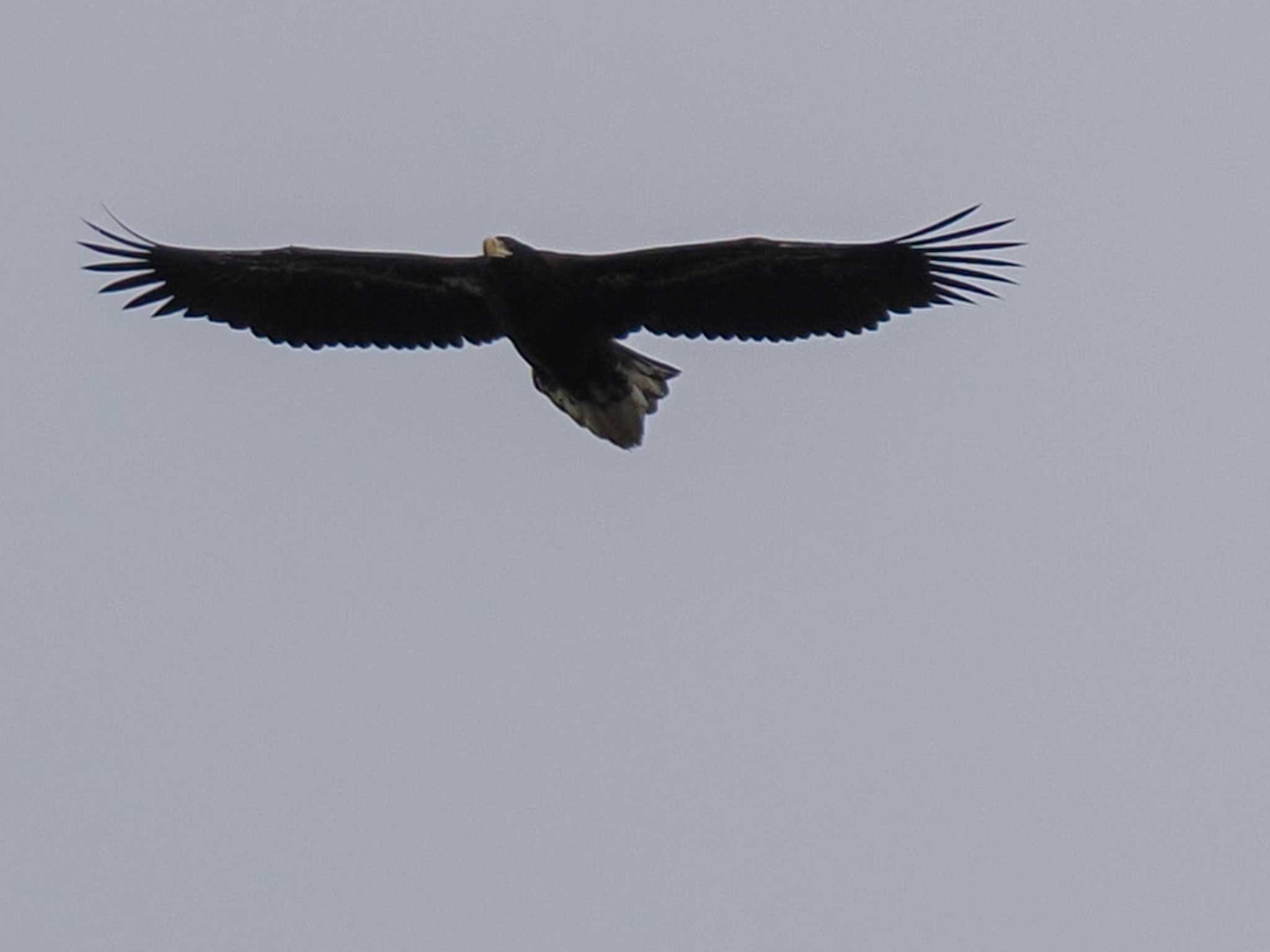 Steller's Sea Eagle