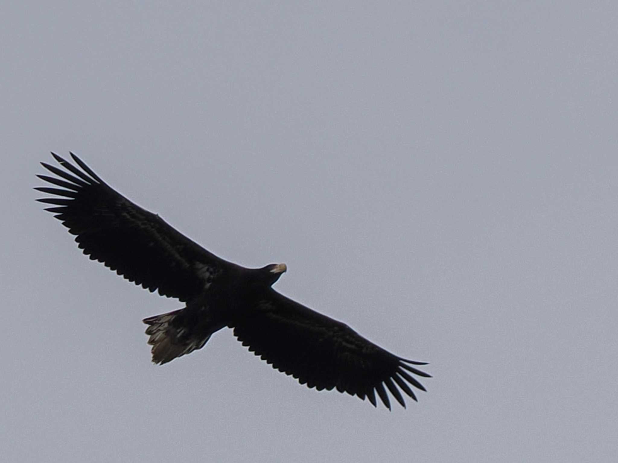 Steller's Sea Eagle