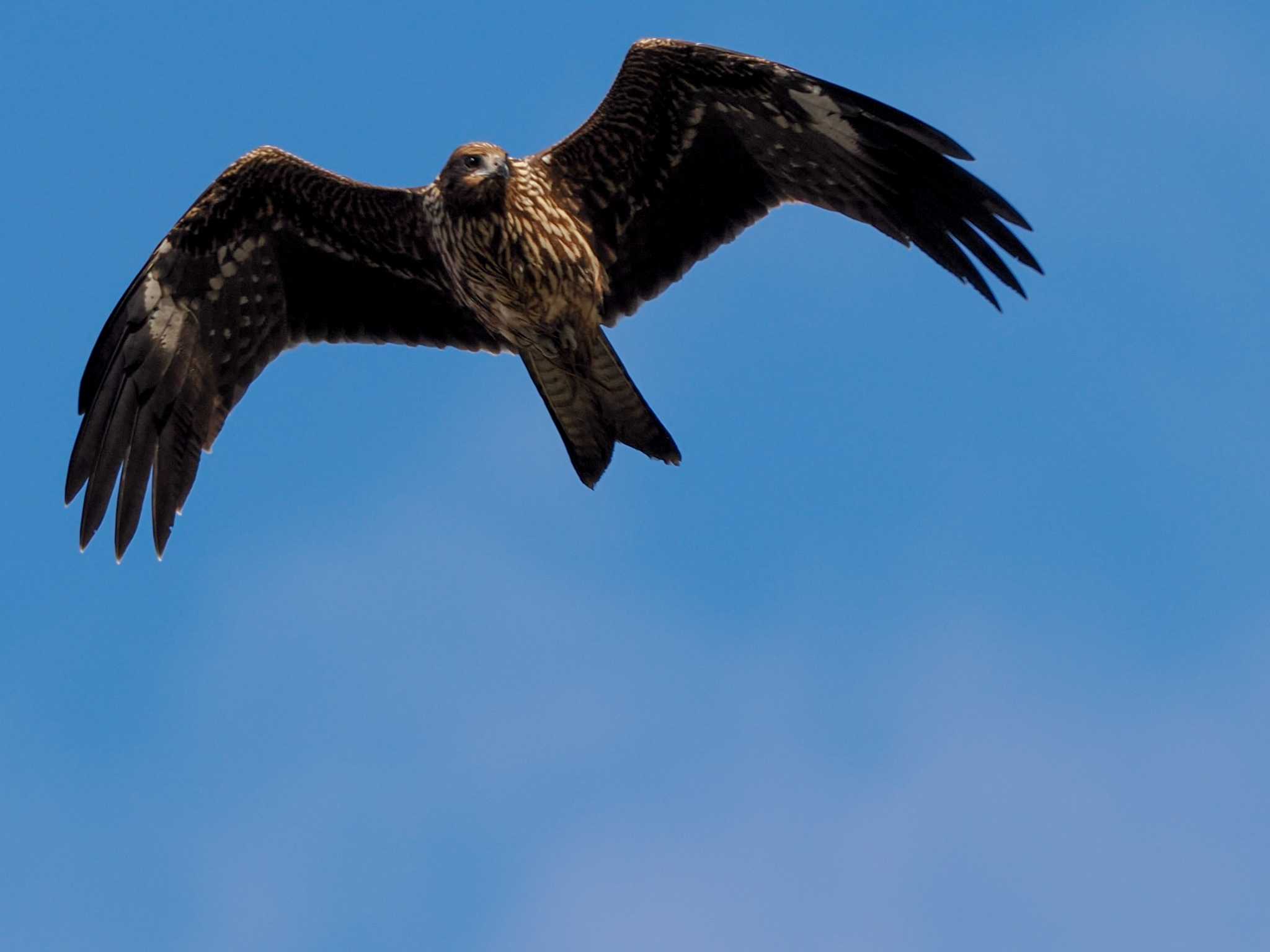 Black Kite