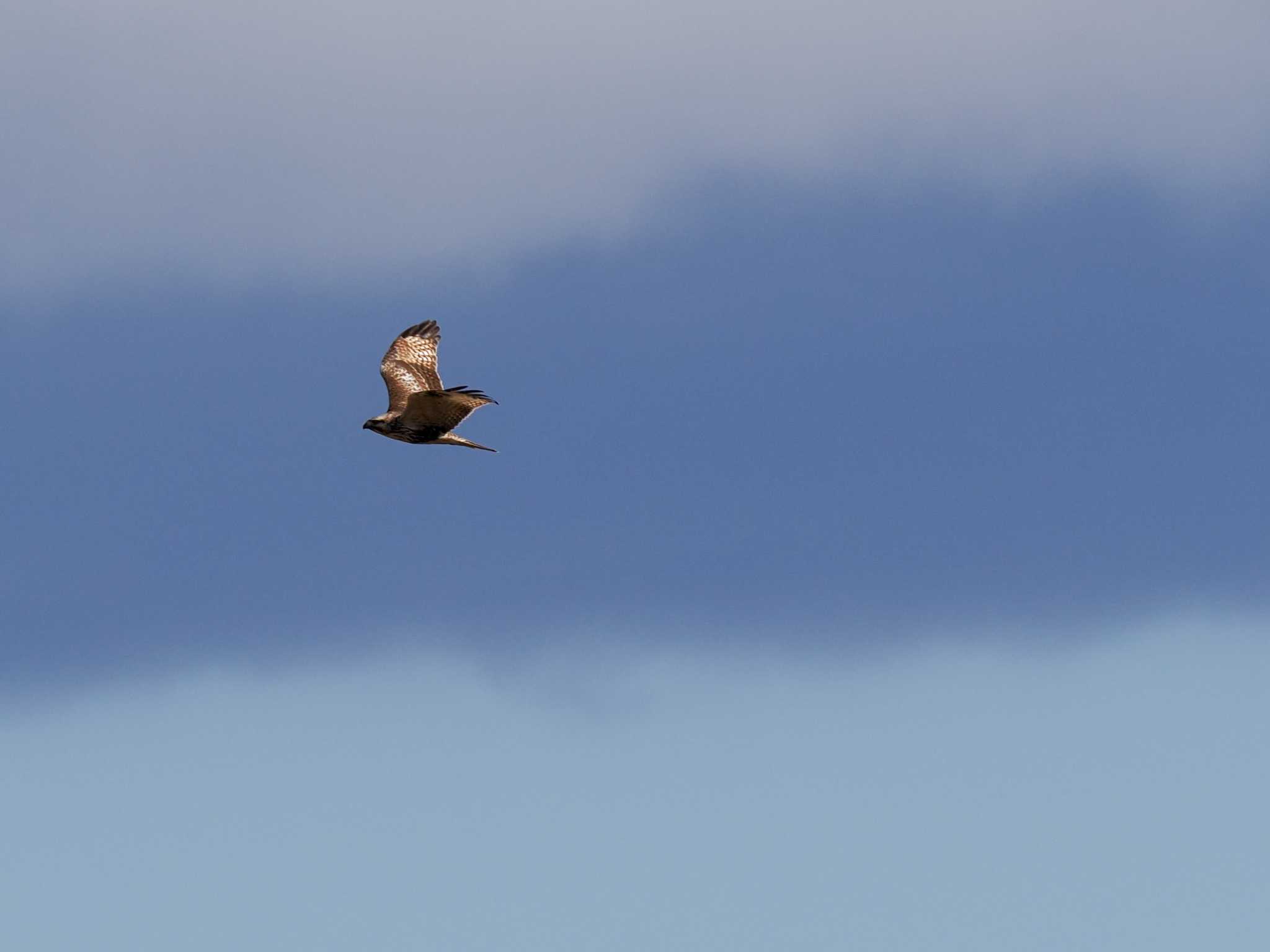 Eastern Buzzard