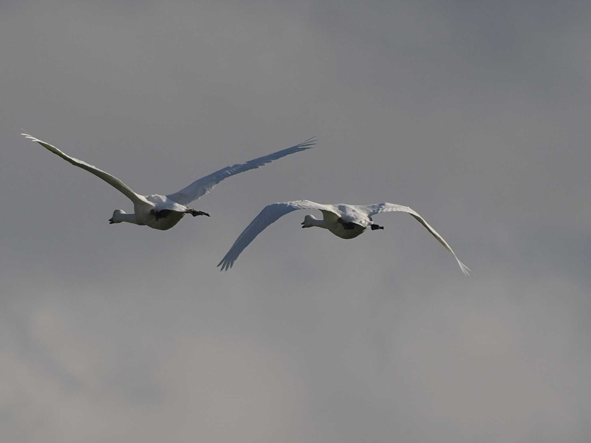 Photo of Whooper Swan at 舞鶴遊水地 by 98_Ark (98ｱｰｸ)