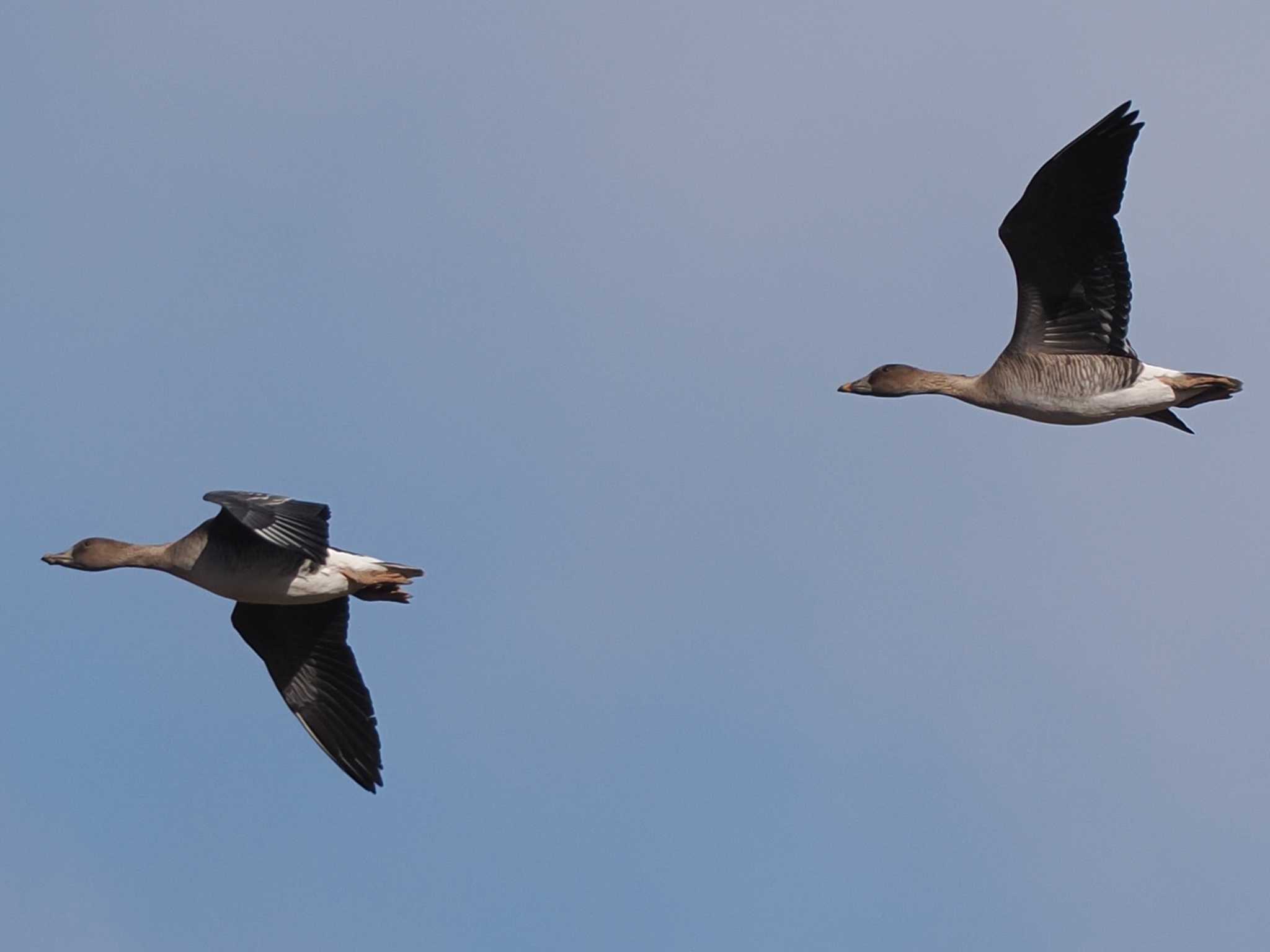 Tundra Bean Goose