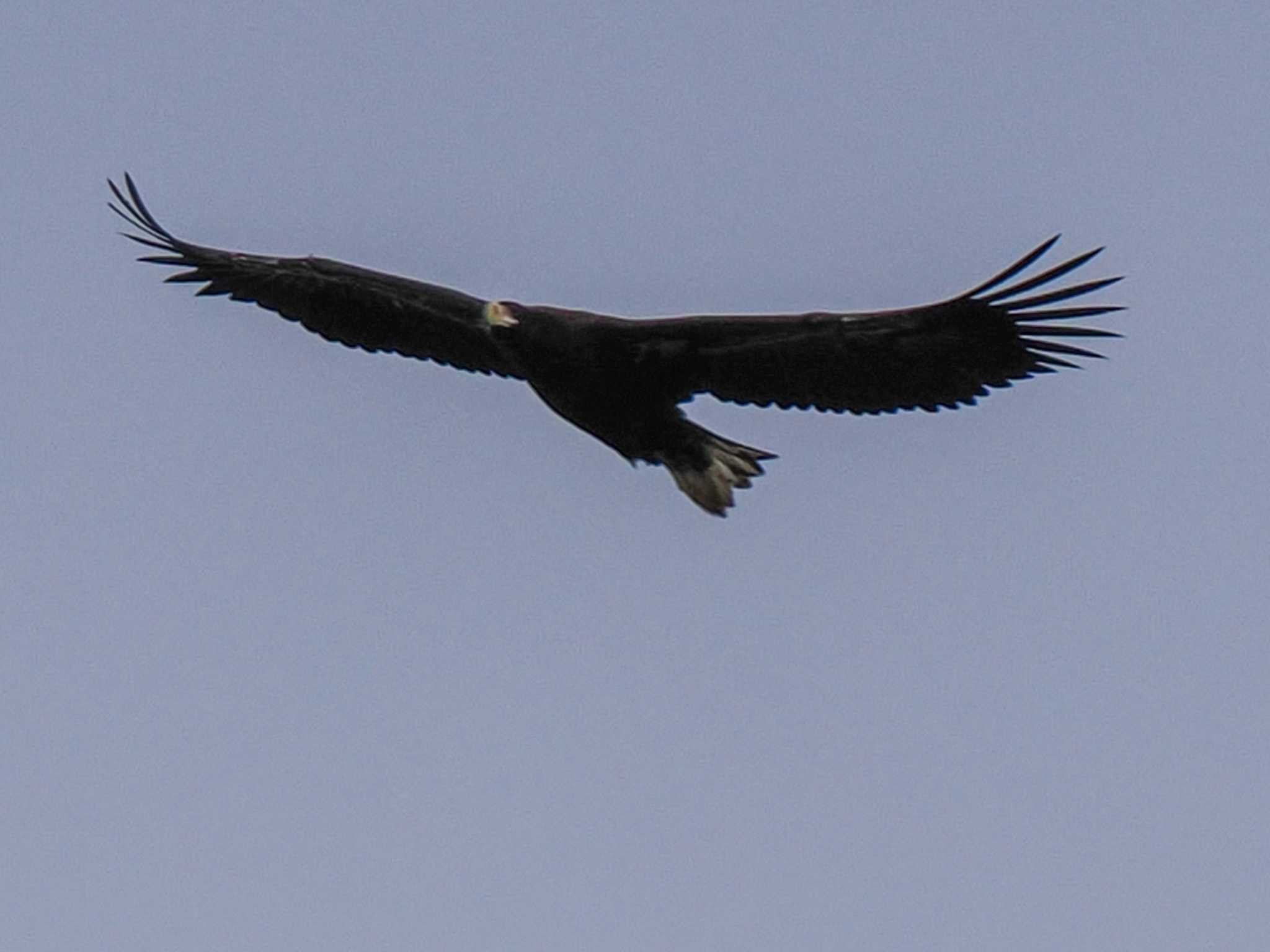 Steller's Sea Eagle