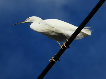 2018年10月7日(日) 恩田川(高瀬橋付近)の野鳥観察記録