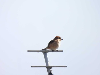 2023年11月4日(土) 静岡県裾野市の野鳥観察記録