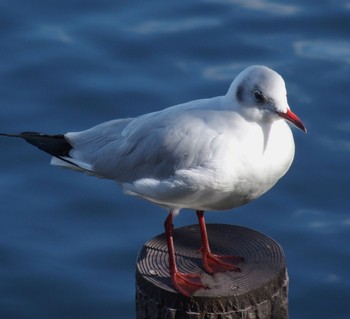 2023年11月18日(土) 洗足池(大田区)の野鳥観察記録