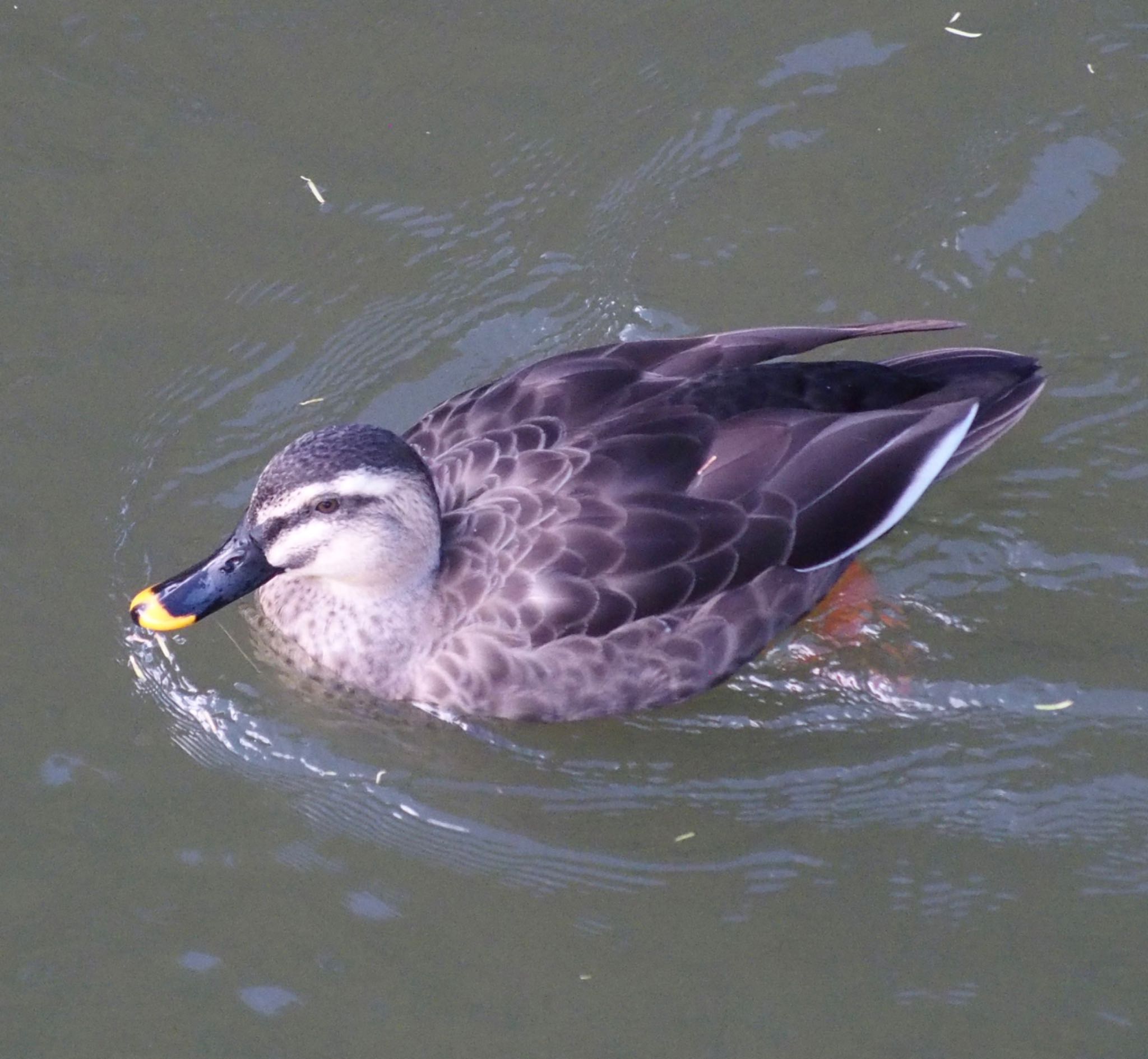 Eastern Spot-billed Duck