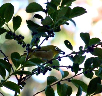 Sun, 11/19/2023 Birding report at Shinjuku Gyoen National Garden