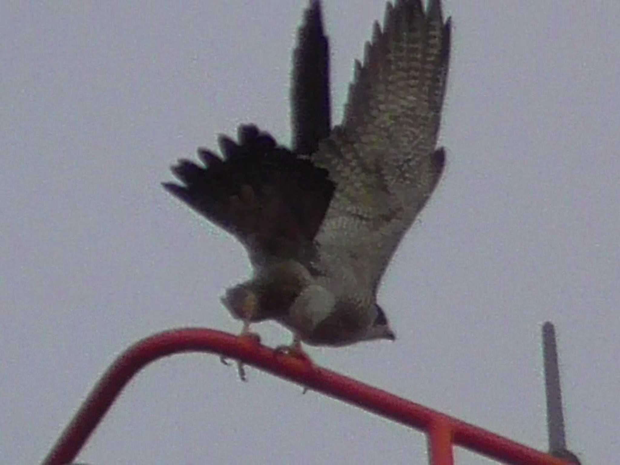 ハトとカラスたちをザワつかせる時期になりましたぁ。