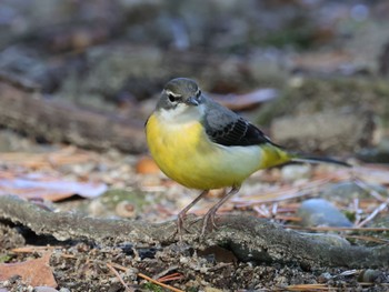 Grey Wagtail 西宮市 広田山公園 Sun, 11/19/2023