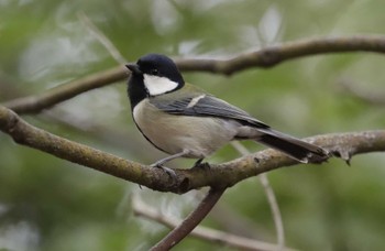 Japanese Tit 和歌山 Sun, 11/19/2023