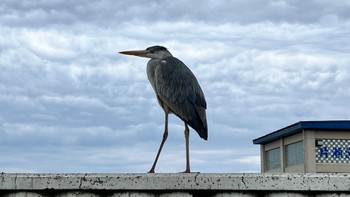 アオサギ 片瀬海岸 2023年4月25日(火)