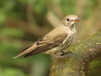 Grey-streaked Flycatcher 権現山(弘法山公園) Sun, 10/1/2023