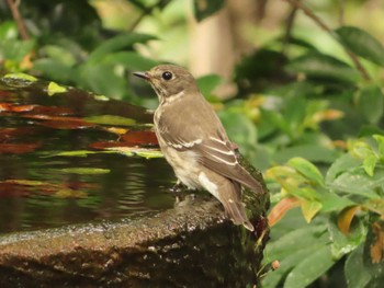 Grey-streaked Flycatcher 権現山(弘法山公園) Sun, 10/1/2023