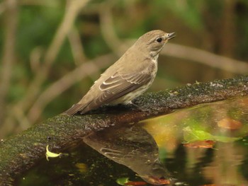 Grey-streaked Flycatcher 権現山(弘法山公園) Sun, 10/1/2023