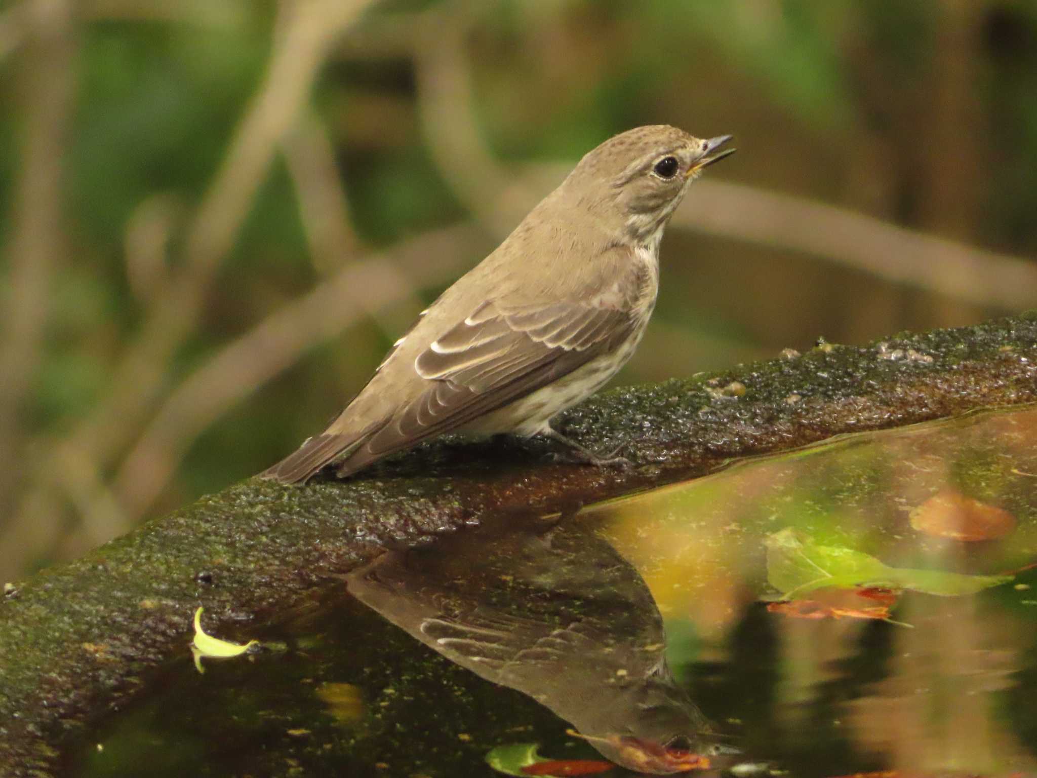 Grey-streaked Flycatcher