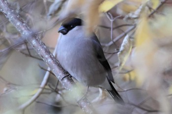 2023年11月18日(土) 埼玉県民の森の野鳥観察記録