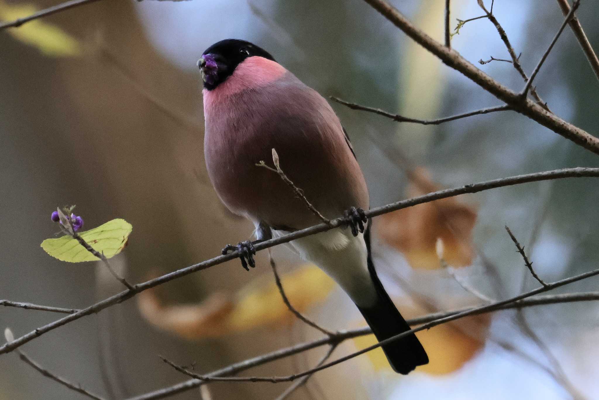 Eurasian Bullfinch(rosacea)