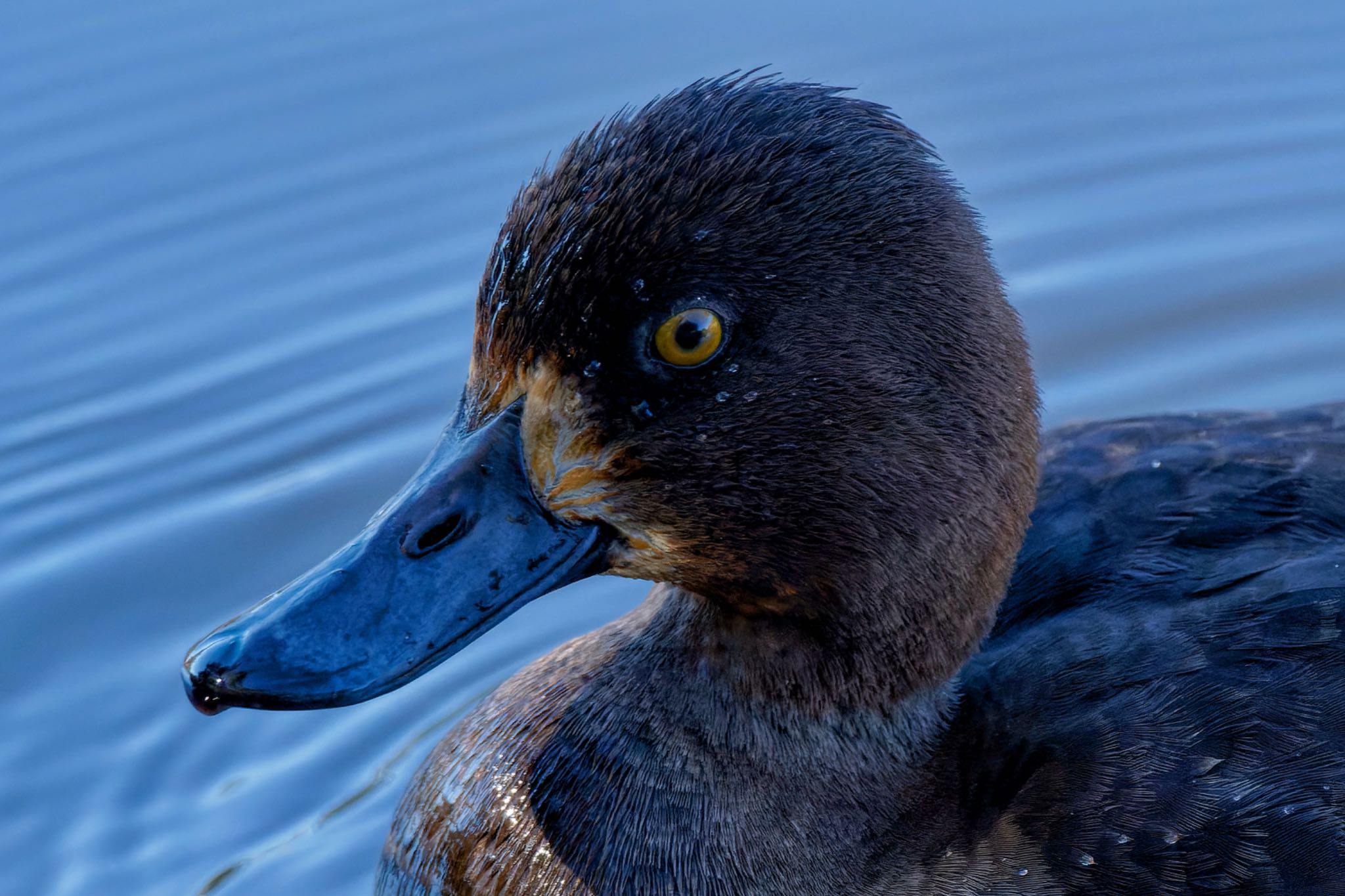 Greater Scaup