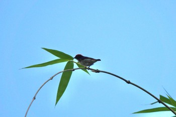 Scarlet-backed Flowerpecker Singapore Botanic Gardens Tue, 3/14/2023