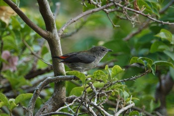 Scarlet-backed Flowerpecker Singapore Botanic Gardens Tue, 3/14/2023